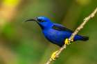 Trinidad. Purple honeycreeper male in Yerette refuge. Art Print